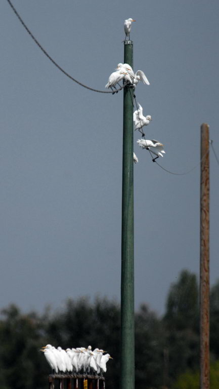 Avifauna humor