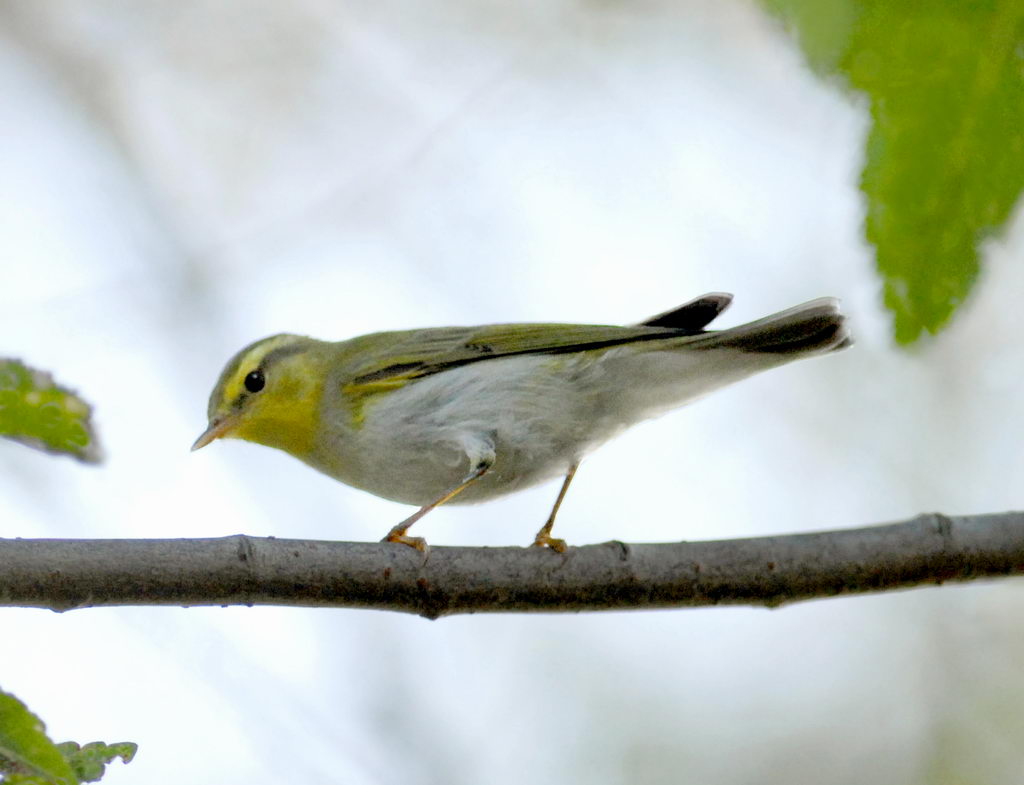 Lui verde?