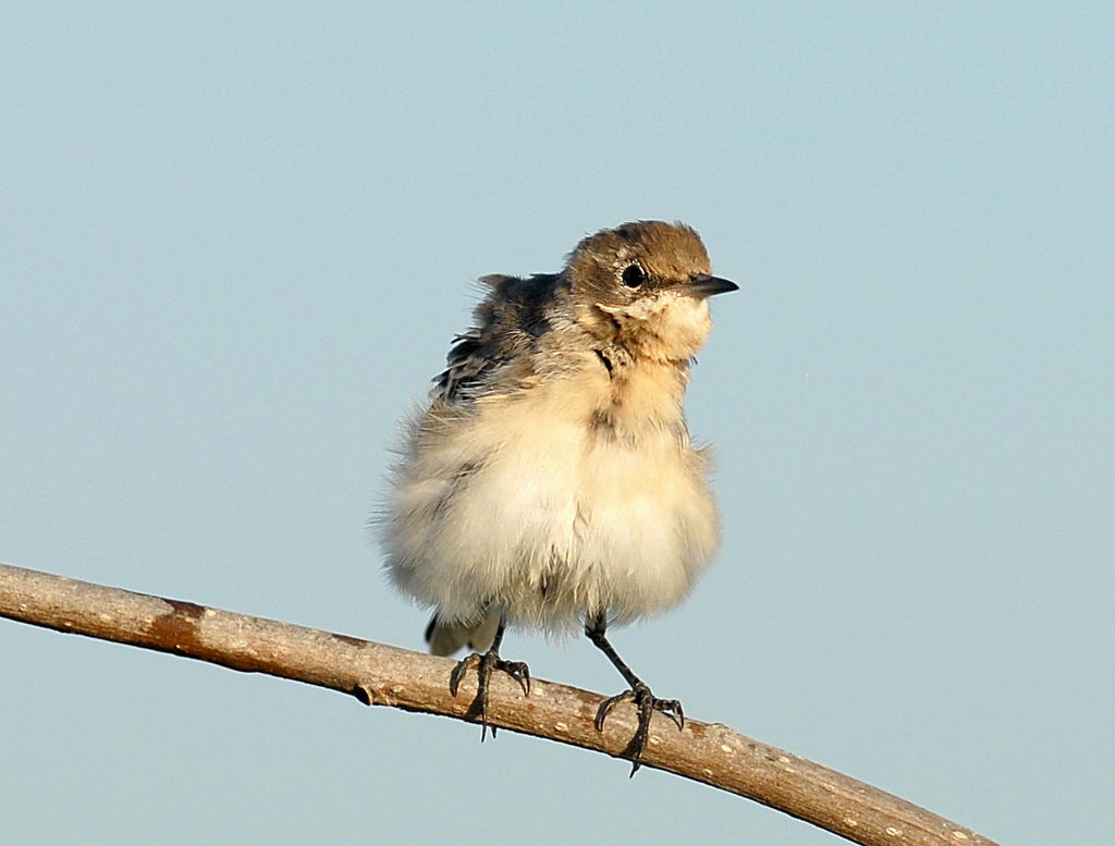 Uccelli arruffati
