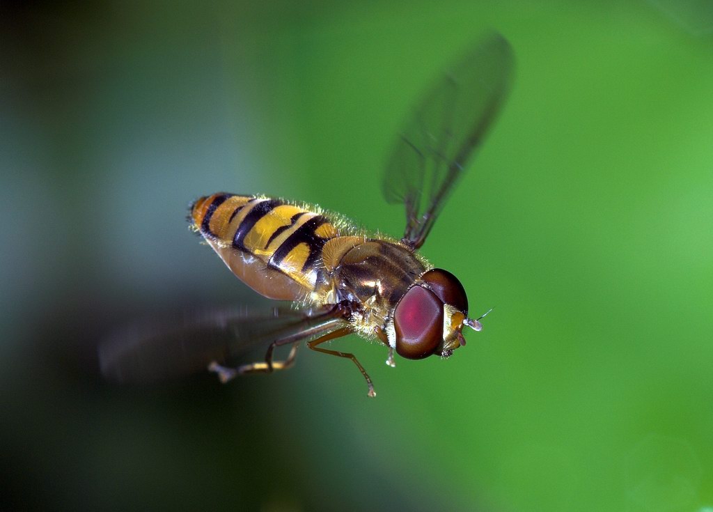 Sirfide Episyrphus balteatus in volo