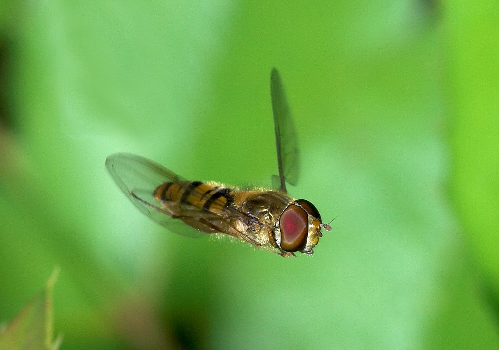 Sirfide Episyrphus balteatus in volo