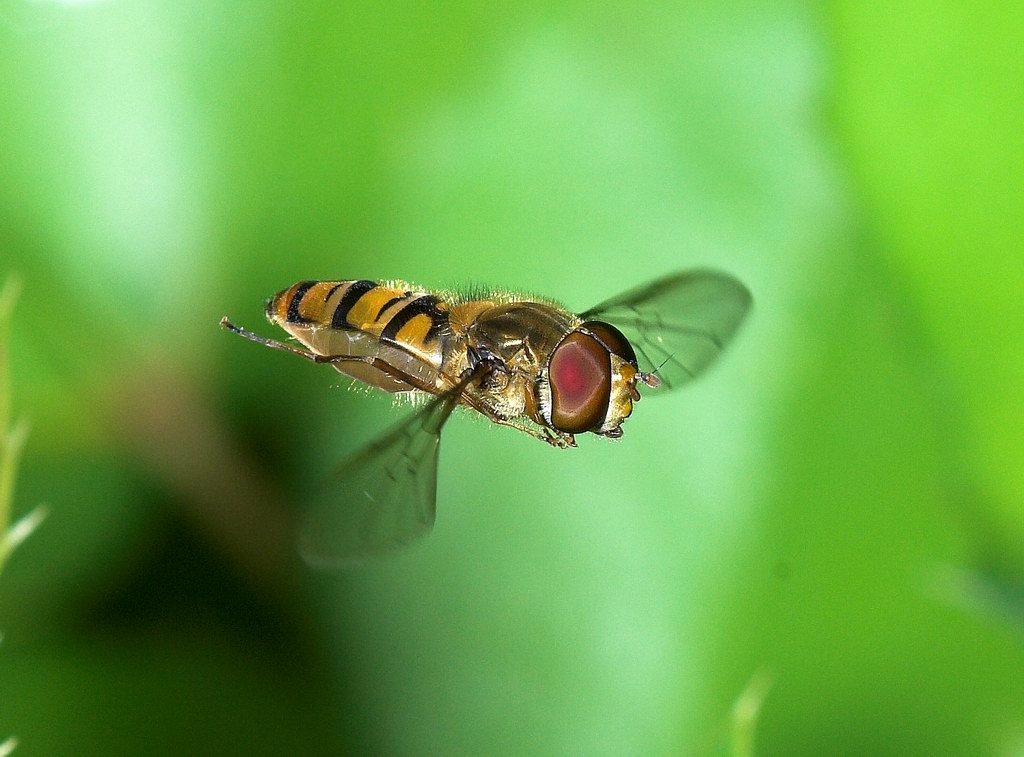 Sirfide Episyrphus balteatus in volo