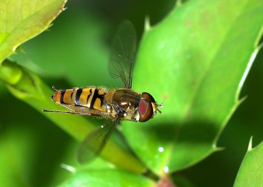 Sirfide Episyrphus balteatus in volo