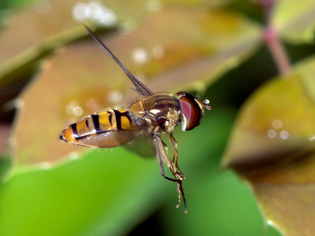 Sirfide Episyrphus balteatus in volo