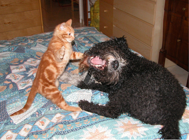 Cani & Gatti