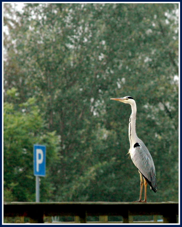 Avifauna humor