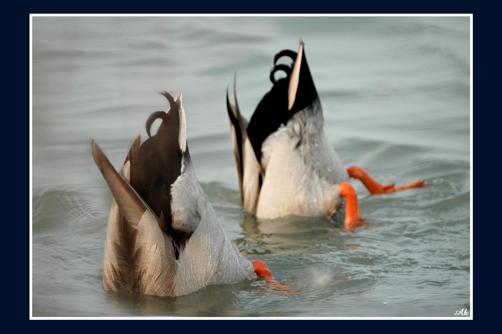 Avifauna humor