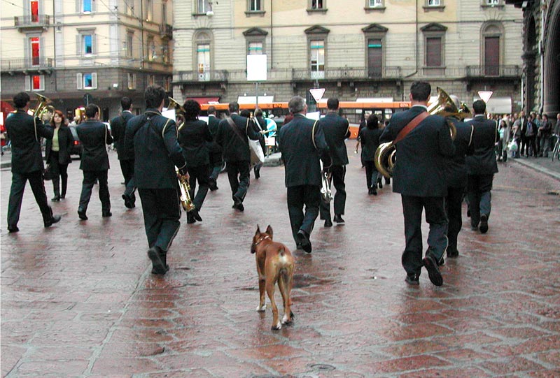 Qui ci sono troppi gatti, apriamo una discussione cani