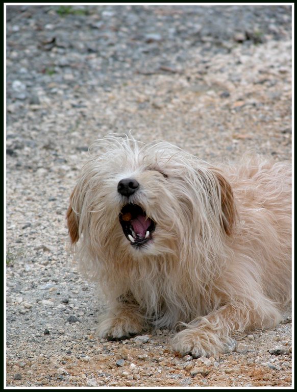 Qui ci sono troppi gatti, apriamo una discussione cani