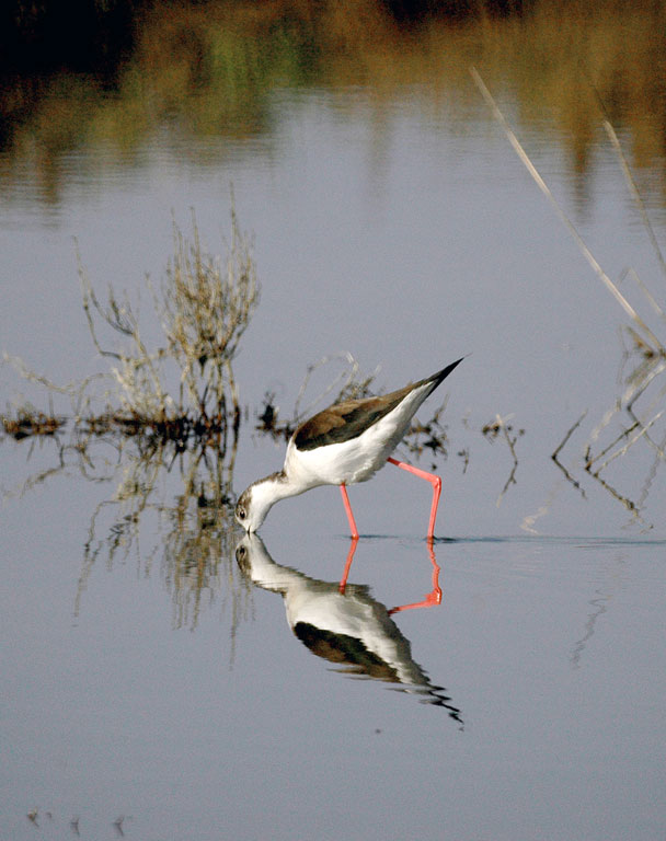 Avifauna humor