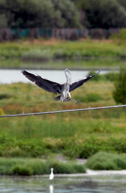 Avifauna humor