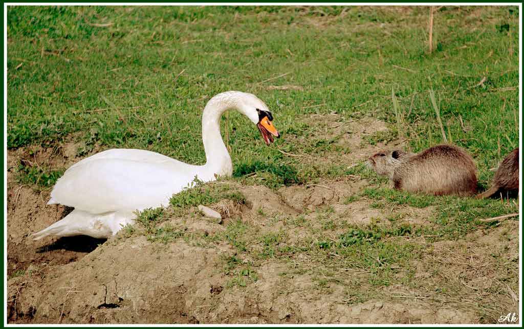 Avifauna humor
