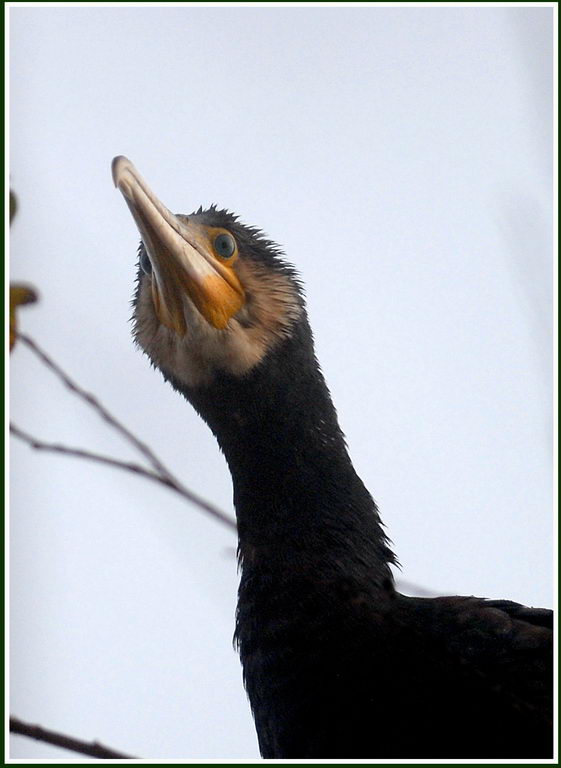 Avifauna humor