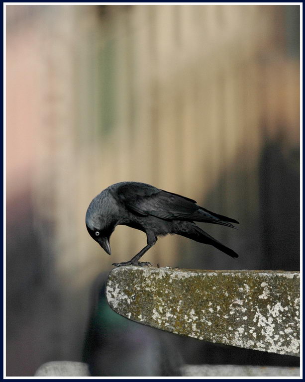 Avifauna humor