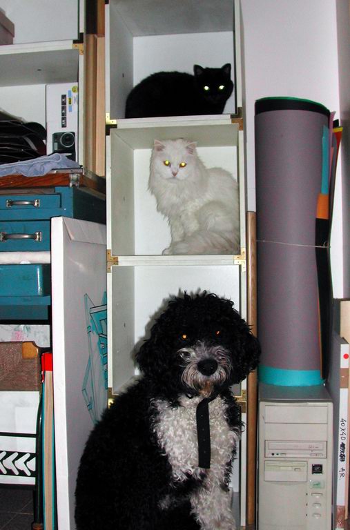 Cani & Gatti