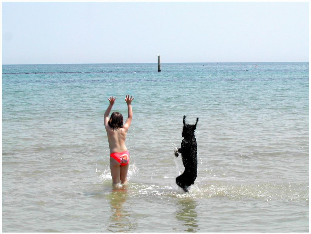 Qui ci sono troppi gatti, apriamo una discussione cani