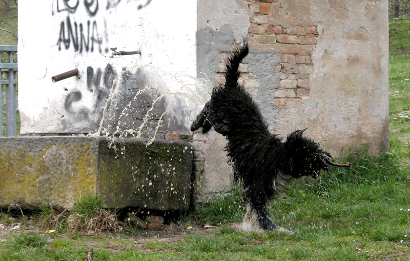Qui ci sono troppi gatti, apriamo una discussione cani