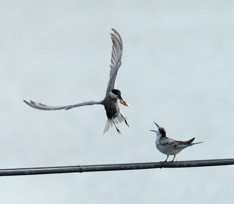 Avifauna humor
