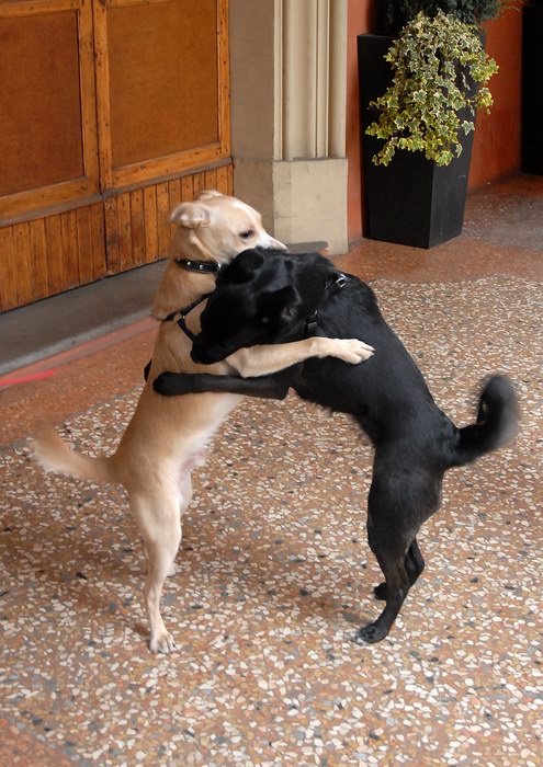 Qui ci sono troppi gatti, apriamo una discussione cani