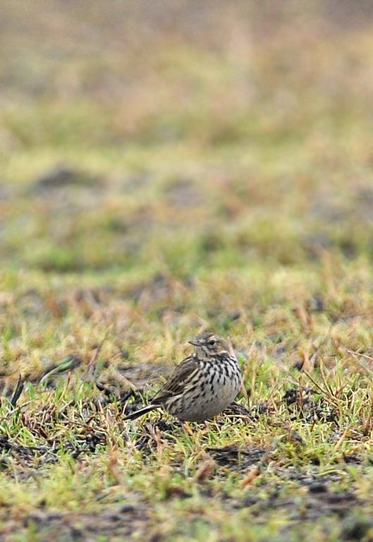 Migliarini e pispole nella campagna ferrarese