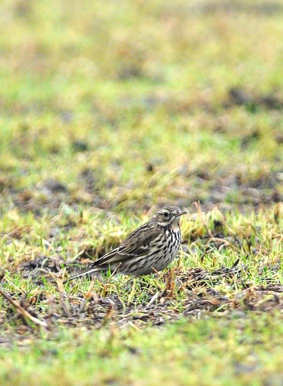 Migliarini e pispole nella campagna ferrarese