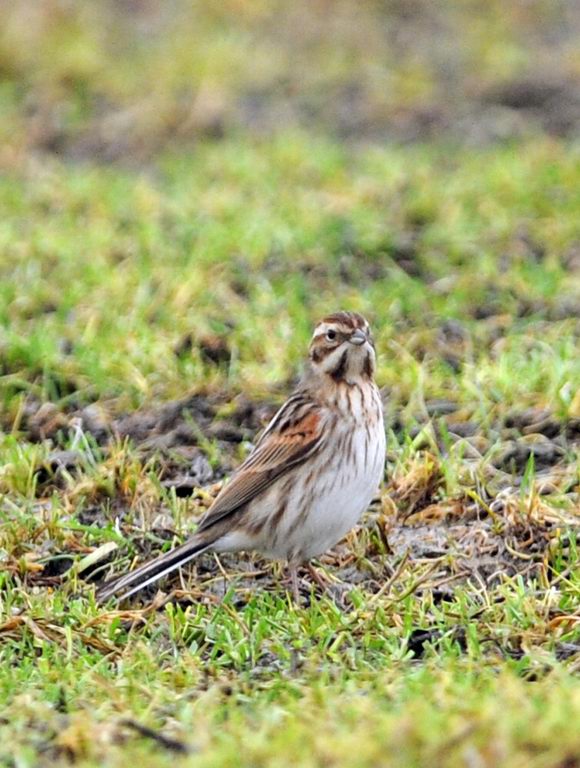 Migliarini e pispole nella campagna ferrarese