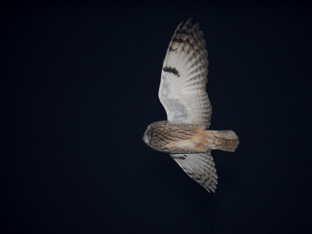 Roost gufi in pericolo ad Ostellato (Fe)