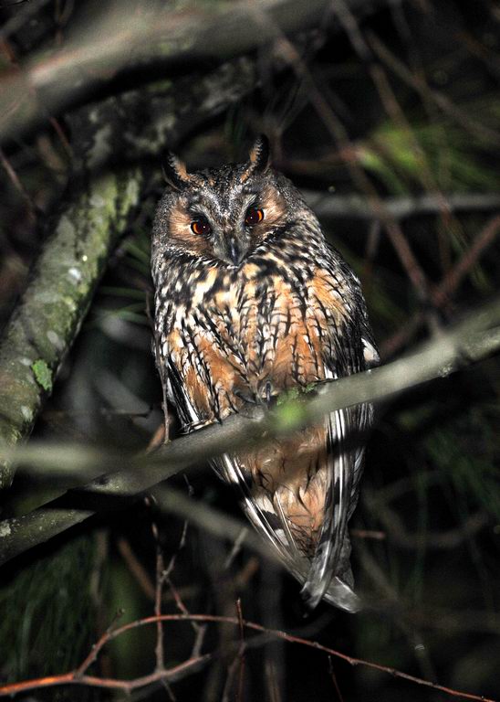 Roost gufi in pericolo ad Ostellato (Fe)