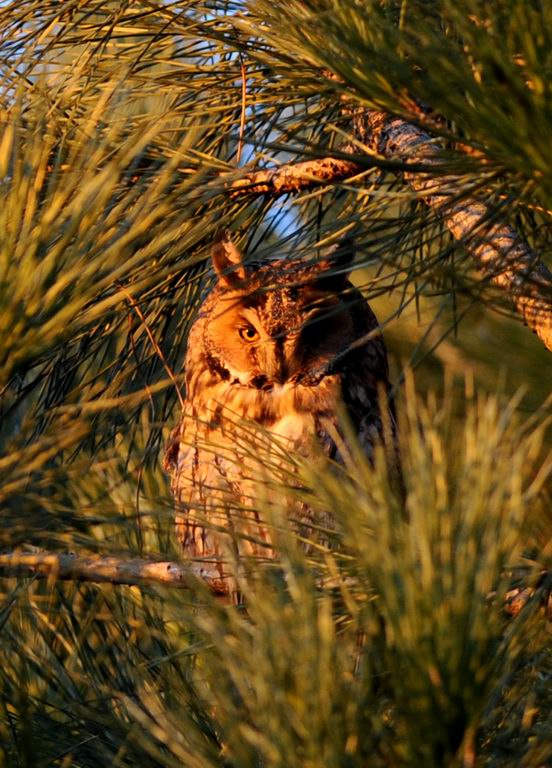 Roost gufi in pericolo ad Ostellato (Fe)