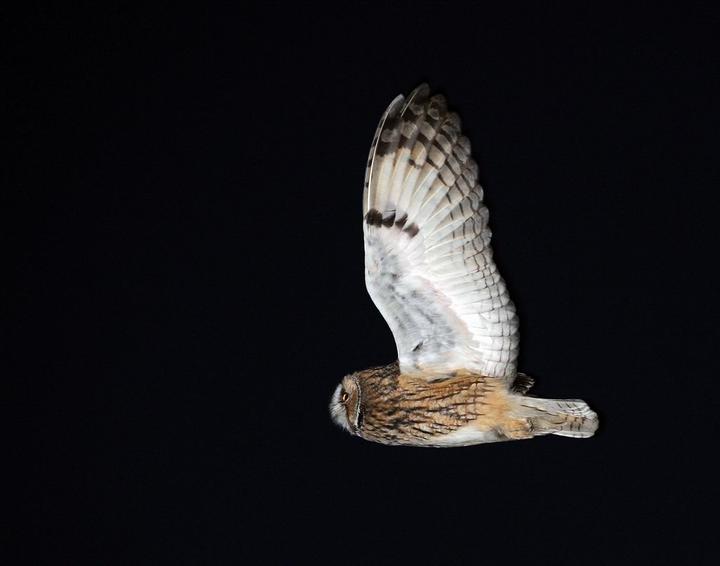 Roost gufi in pericolo ad Ostellato (Fe)