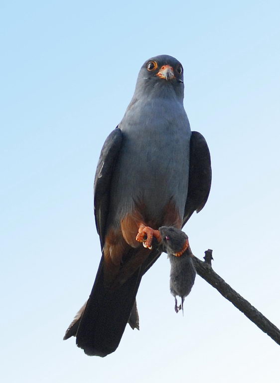 Falco cuculo, un pasto completo.