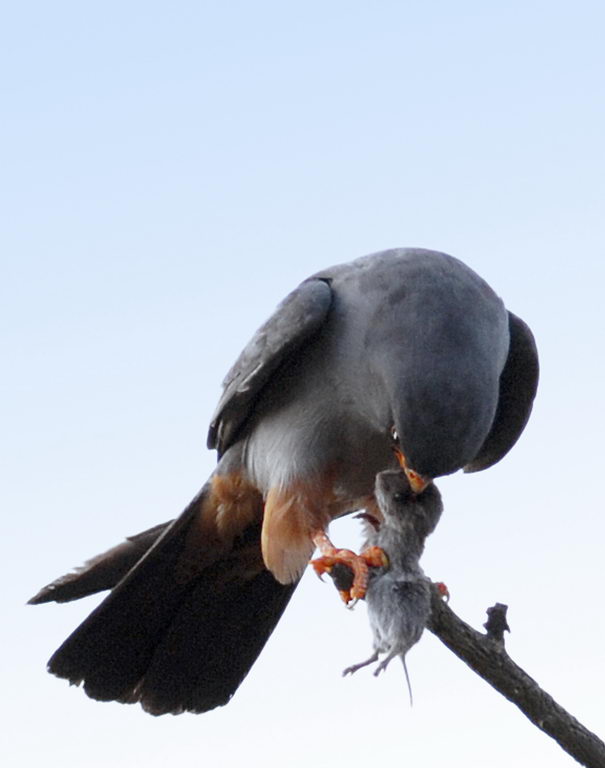 Falco cuculo, un pasto completo.