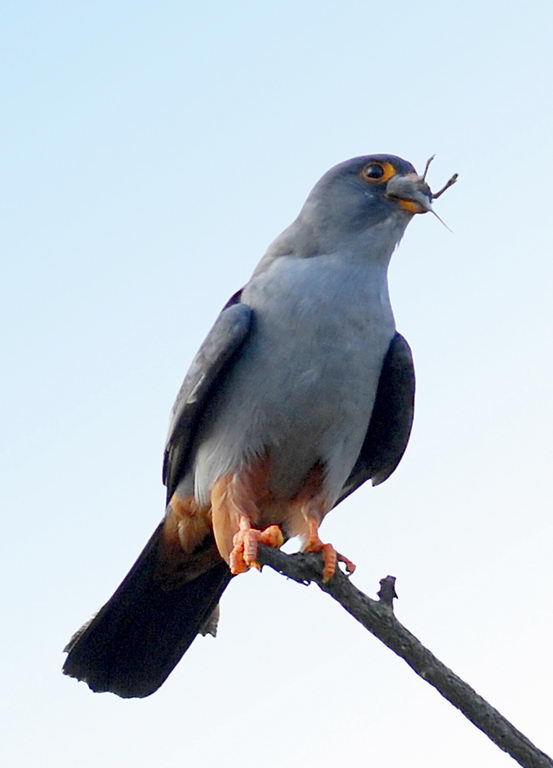 Falco cuculo, un pasto completo.