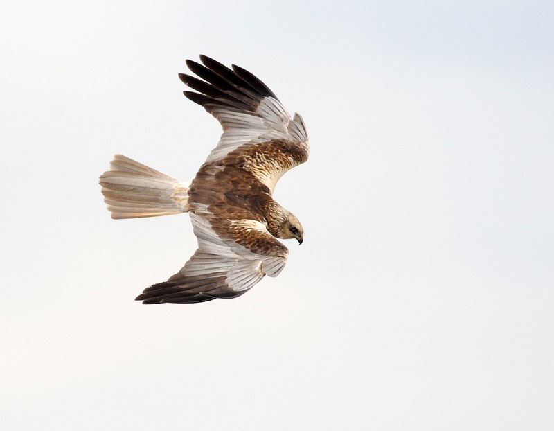 Falco di palude, maschio e femmina