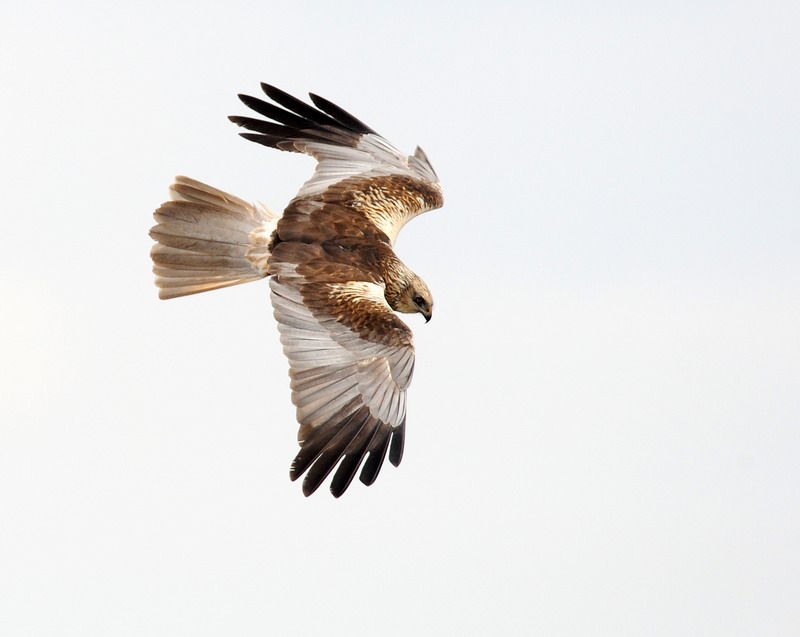 Falco di palude, maschio e femmina