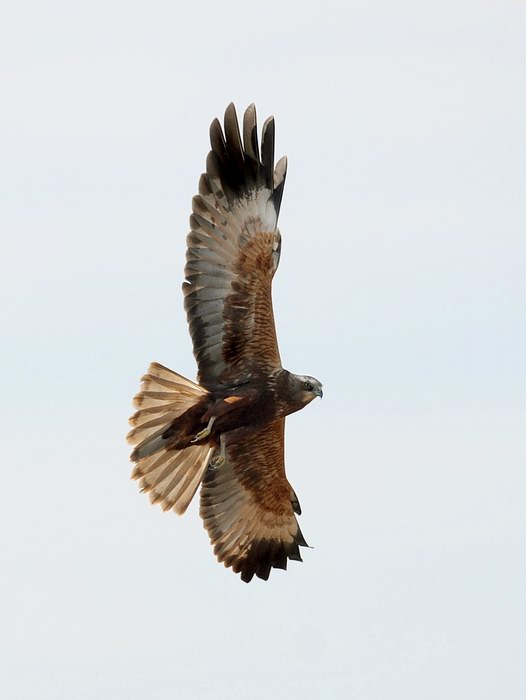 Falco di palude, maschio e femmina