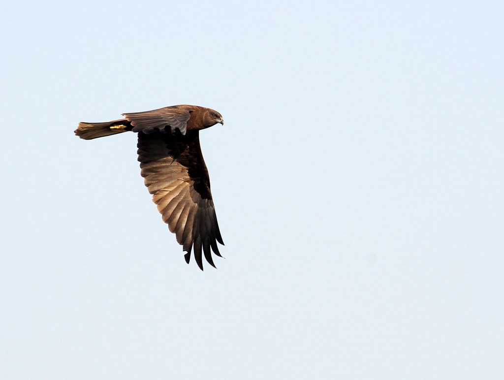 Falco di palude, maschio e femmina