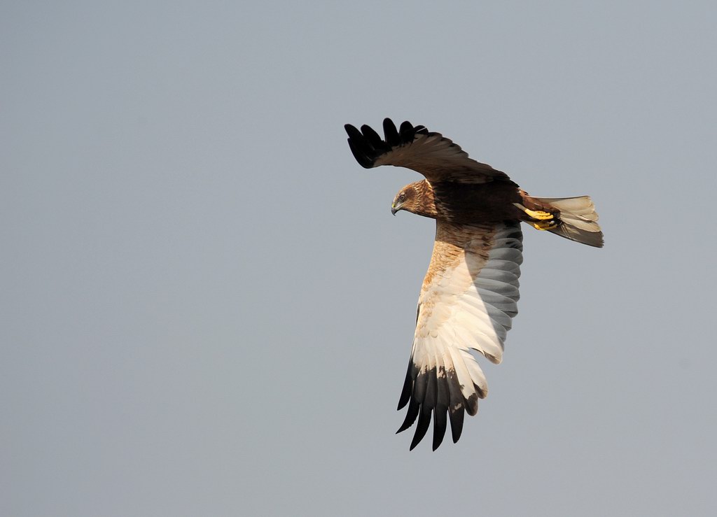 Falco di palude, maschio e femmina