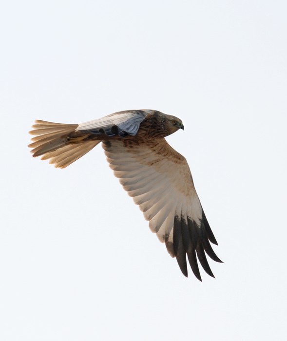 Falco di palude, maschio e femmina