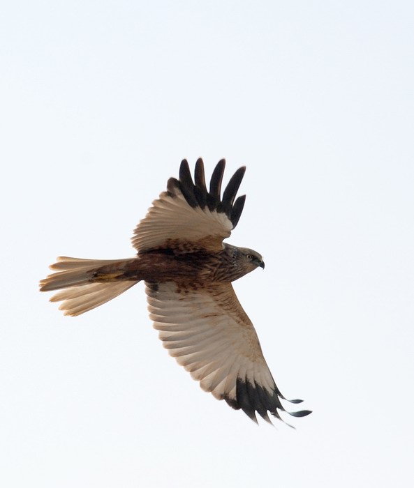 Falco di palude, maschio e femmina