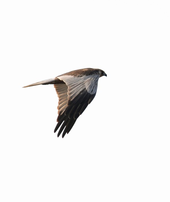 Falco di palude, maschio e femmina