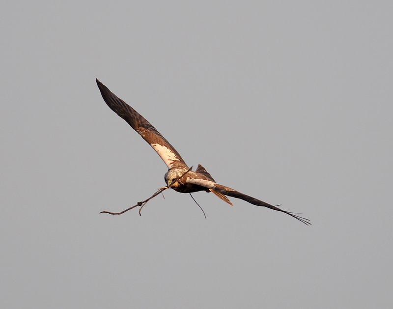 Falco di palude, maschio e femmina