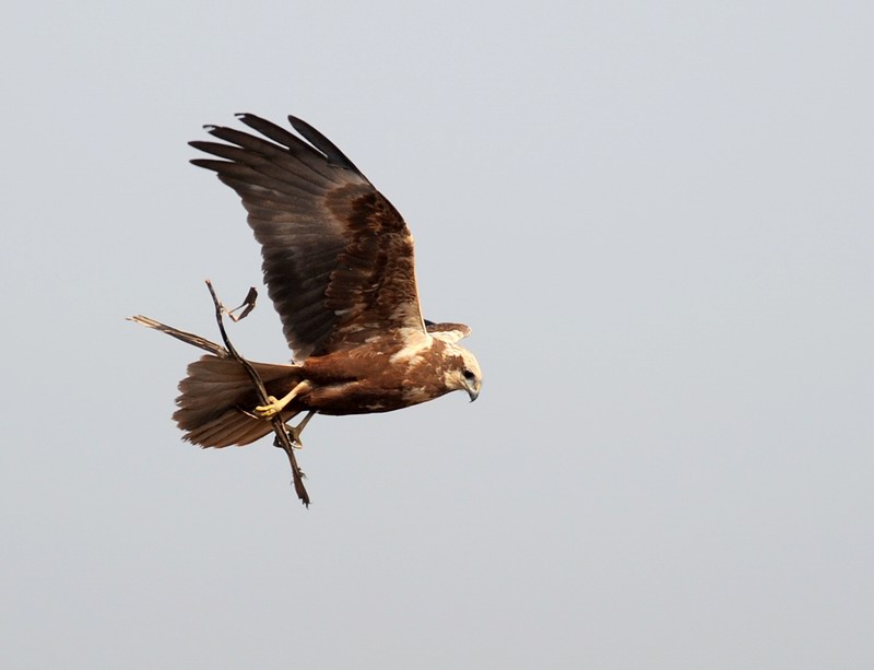 Falco di palude, maschio e femmina