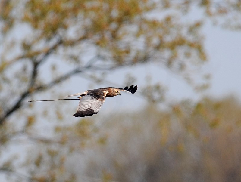 Falco di palude, maschio e femmina