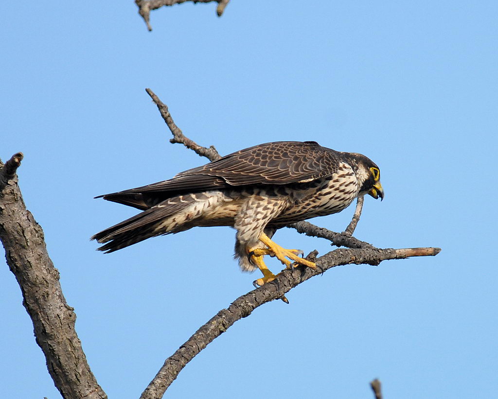 Falco pellegrino