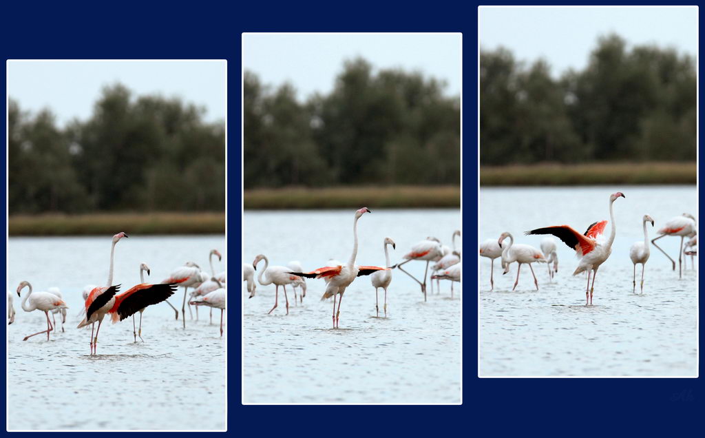 Avifauna humor