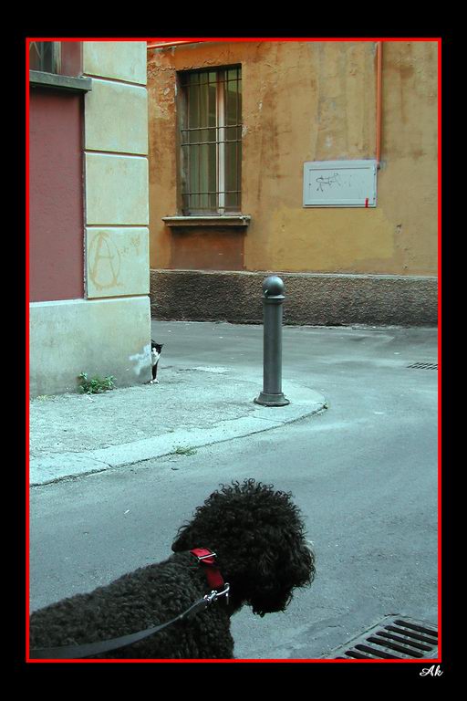 Cani & Gatti