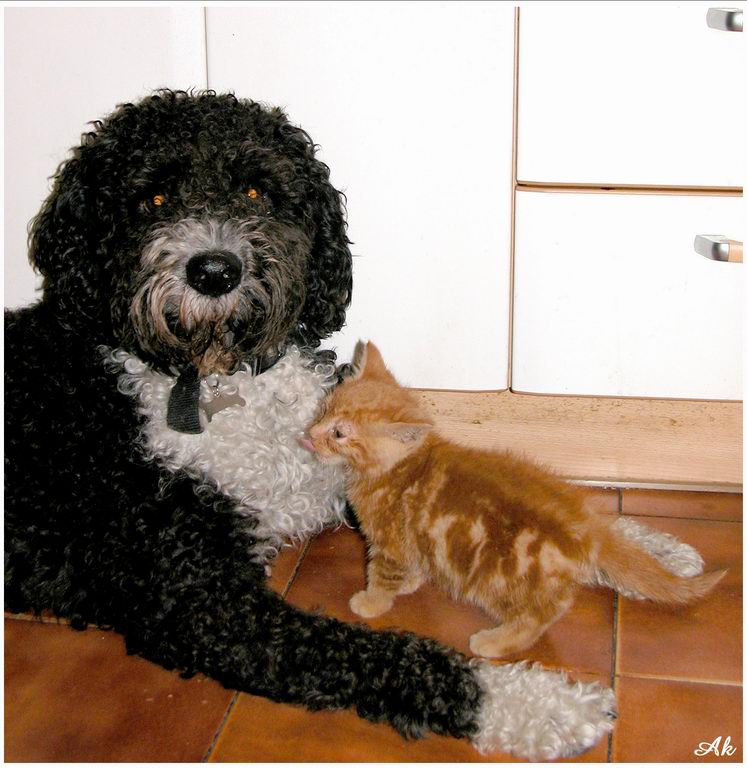 Cani & Gatti