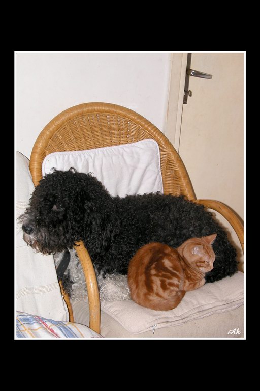 Cani & Gatti
