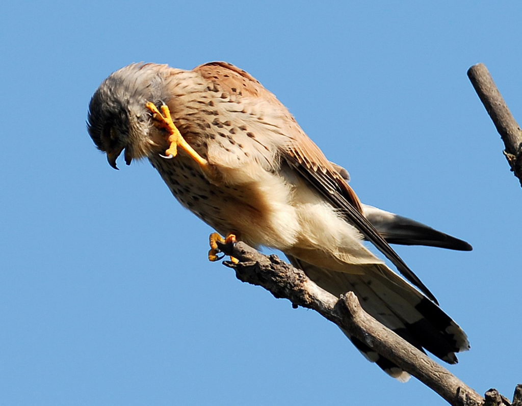 Avifauna humor
